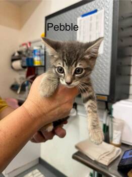 Pebbles -  Domestic Short Hair Cat for Adoption in St. George, Utah - Pebbles | PetCurious