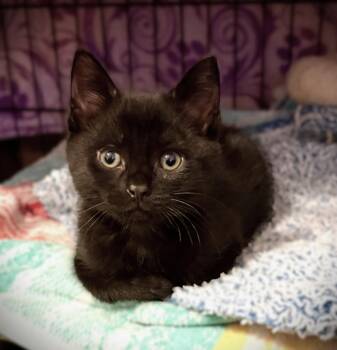 Scottie -  Scottish Fold and Domestic Medium Hair Cat for Adoption in Plano, Texas - Scottie | PetCurious