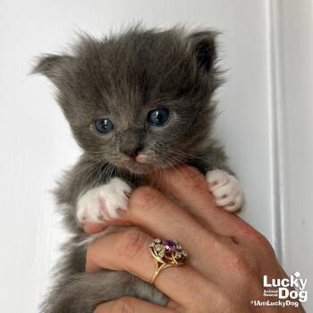 Domestic Long Hair Cats Available for Adoption in Washington, District Of Columbia - Mr. Jupiter | PetCurious