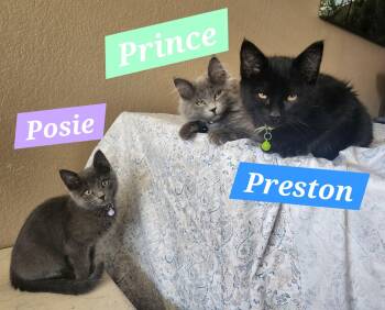Domestic Short Hair Cats Available for Adoption - Preston | PetCurious
