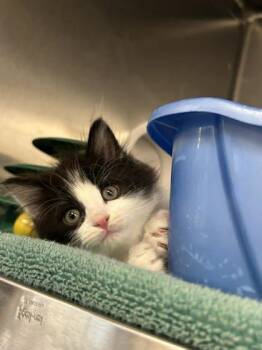 Domestic Short Hair Cats Available for Adoption in Munster, Indiana - Pear | PetCurious