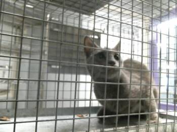 Domestic Short Hair Cats Available for Adoption in Houston, Texas - CELINE | PetCurious