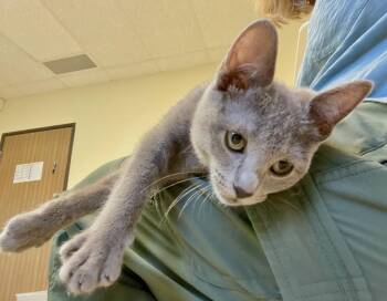 Jibber -  Domestic Short Hair Cat for Adoption in Fargo, North Dakota - Jibber | PetCurious