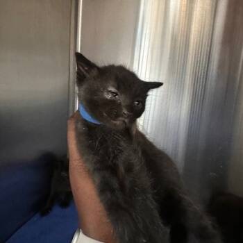 Rescue Domestic Short Hair Cats for Adoption in Greensboro, North Carolina - Alleycat | PetCurious