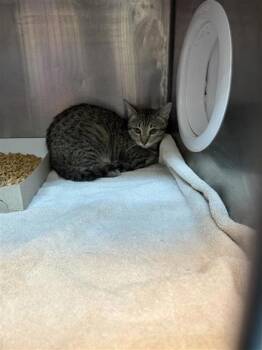 Domestic Short Hair Cats Available for Adoption - Oscar Wilde | PetCurious