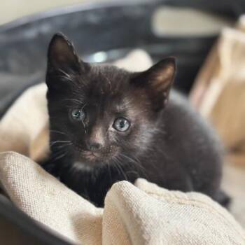 Domestic Short Hair Cats Available for Adoption in Huntsville, Alabama - Sofia | PetCurious