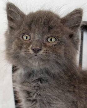 Teton -  Domestic Medium Hair Cat for Adoption in Kennesaw, Georgia - Teton | PetCurious