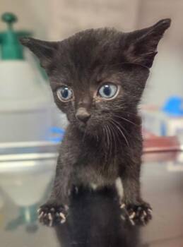 Tonic -  Domestic Short Hair Cat for Adoption in Fresno, California - Tonic | PetCurious
