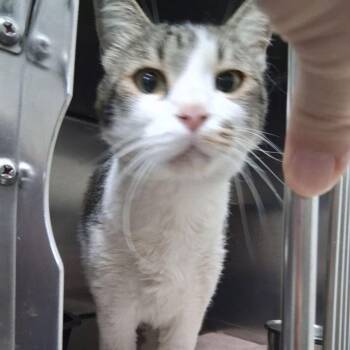 Grey -  Domestic Short Hair Cat for Adoption in Lake Havasu City, Arizona - Grey | PetCurious