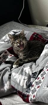 Domestic Short Hair Cats Available for Adoption in Lansing, Michigan - Sarah (26-069 C) | PetCurious