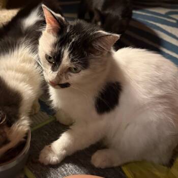 Holstein -  Domestic Long Hair Cat for Adoption in Ashtabula, Ohio - Holstein | PetCurious