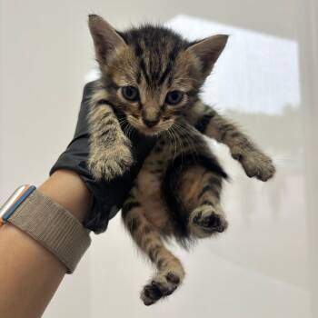 Wisp -  Domestic Short Hair Cat for Adoption in Corpus Christi, Texas - Wisp | PetCurious