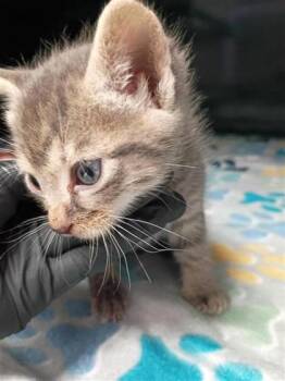 61140480 -  Domestic Short Hair Cat for Adoption in El Paso, Texas - 61140480 | PetCurious