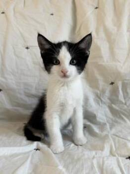 Boden -  Tuxedo and Domestic Short Hair Cat for Adoption in Stamford, Connecticut - Boden | PetCurious