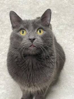 Quinn -  Domestic Short Hair Cat for Adoption in Hayward, Wisconsin - Quinn | PetCurious