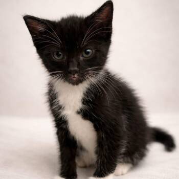 Domestic Short Hair Cats Available for Adoption in Miami, Florida - Dani | PetCurious