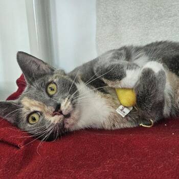 Scarface -  Domestic Short Hair Cat for Adoption in Warwick, Rhode Island - Scarface | PetCurious