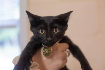 Onyx -  Domestic Short Hair Cat for Adoption in Mountain Home, Arkansas - Onyx | PetCurious