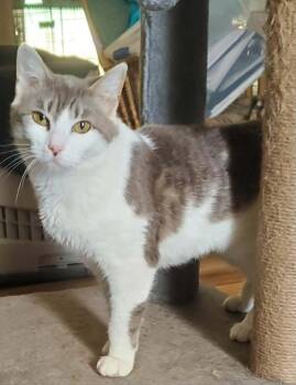 Bicycle -  Domestic Short Hair Cat for Adoption in Gorham, Maine - Bicycle | PetCurious