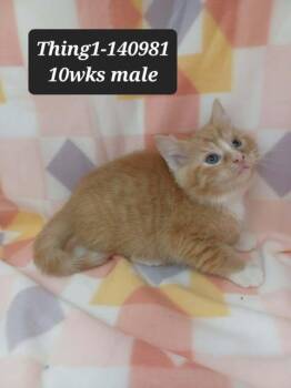 Domestic Short Hair and Tabby Cats Available for Adoption in New York, New York - Thing 1 | PetCurious