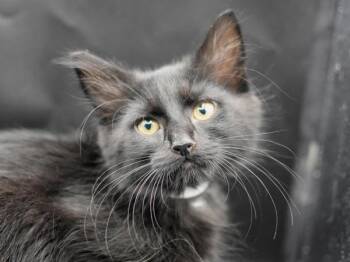 Beret -  Domestic Medium Hair Cat for Adoption in Portland, Oregon - Beret | PetCurious