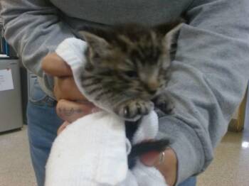 APOLLO -  Domestic Short Hair Cat for Adoption in Doral, Florida - APOLLO | PetCurious