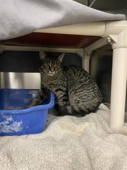 Andorre -  Domestic Short Hair Cat for Adoption in Montreal, Quebec - Andorre | PetCurious