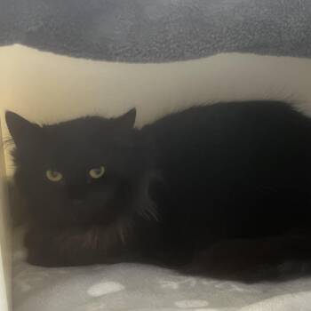 Domestic Long Hair Cats Available for Adoption in Burlington, Ontario - Maddie | PetCurious