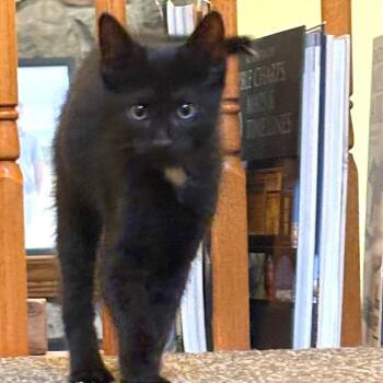 David -  Domestic Short Hair Cat for Adoption in Traverse City, Michigan - David | PetCurious