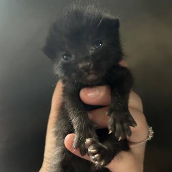 Jack -  Domestic Short Hair Cat for Adoption in Chattanooga, Tennessee - Jack | PetCurious
