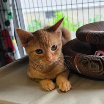 Domestic Short Hair Cats Available for Adoption - Bindi | PetCurious