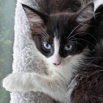 Panda -  Domestic Long Hair Cat for Adoption in NEW PT RICHEY, Florida - Panda | PetCurious