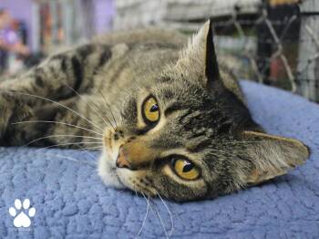 Thor -  Tabby Cat for Adoption in Missoula, Montana - Thor | PetCurious