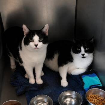 Decmber and November -  Domestic Short Hair Cat for Adoption in Amsterdam, New York - Decmber And November | PetCurious