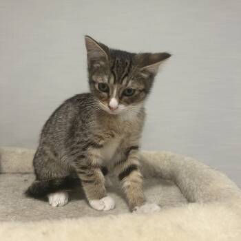 Rescue Domestic Short Hair Cats for Adoption in New York, New York - Sabzi | PetCurious