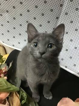 Janet -  Domestic Short Hair Cat for Adoption in Martinsville, Indiana - Janet | PetCurious