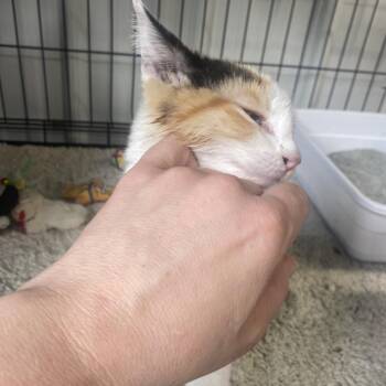 Gypsy -  Domestic Short Hair Cat for Adoption in Blairsville, Georgia - Gypsy | PetCurious