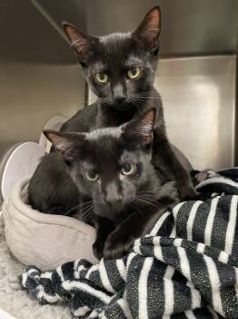 Rescue Domestic Short Hair Cats for Adoption in Pueblo, Colorado - Beetle And Cricket | PetCurious