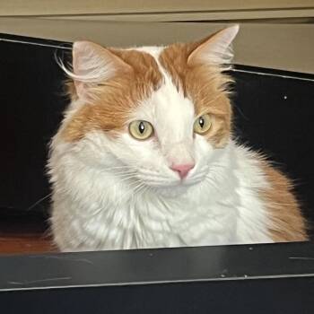 Archibald -  Domestic Medium Hair Cat for Adoption in Maple Shade, New Jersey - Archibald | PetCurious