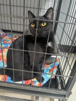 Moana -  Domestic Short Hair Cat for Adoption in Lock Haven, Pennsylvania - Moana | PetCurious