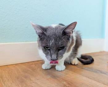 Selena -  Domestic Short Hair Cat for Adoption in San Antonio, Texas - Selena | PetCurious