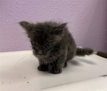 beefcake -  Domestic Short Hair Cat for Adoption in El Paso, Texas - Beefcake | PetCurious