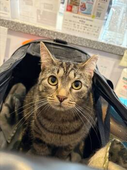 Rescue Domestic Short Hair Cats for Adoption in West Chester, Pennsylvania - Tomo | PetCurious
