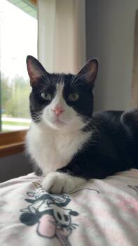Domestic Short Hair Cats Available for Adoption in Muskego, Wisconsin - Colt | PetCurious