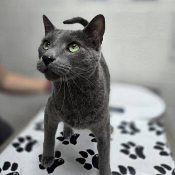 Domestic Short Hair Cats Available for Adoption in Incline Village, Nevada - Han | PetCurious