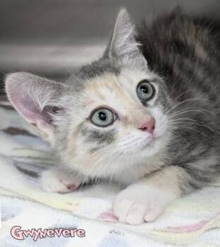 Gwynevere (Blue Collar) -  Domestic Short Hair Cat for Adoption in Mason, Michigan - Gwynevere (Blue Collar) | PetCurious