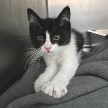 Fire -  Domestic Short Hair Cat for Adoption in Idaho Falls, Idaho - Fire | PetCurious