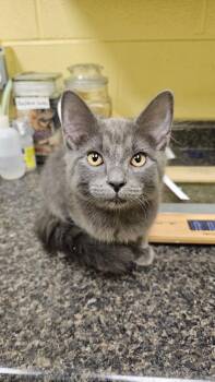 Domestic Medium Hair Cats Available for Adoption in Crossville, Tennessee - Wren | PetCurious