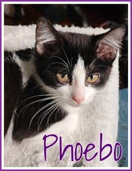 Rescue Domestic Medium Hair Cats for Adoption in Valley City, North Dakota - Phoebo | PetCurious
