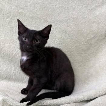 Saja -  Domestic Short Hair Cat for Adoption in Buffalo, Minnesota - Saja | PetCurious